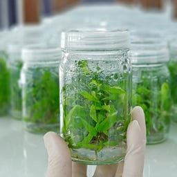 COMSTECH organises online certification on plant tissue culture techniques